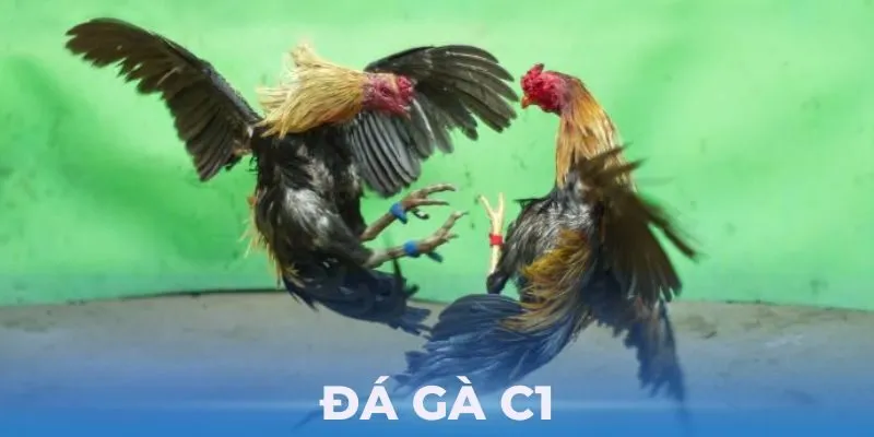 Luật lệ chơi Đá Gà Tre siêu đơn giản