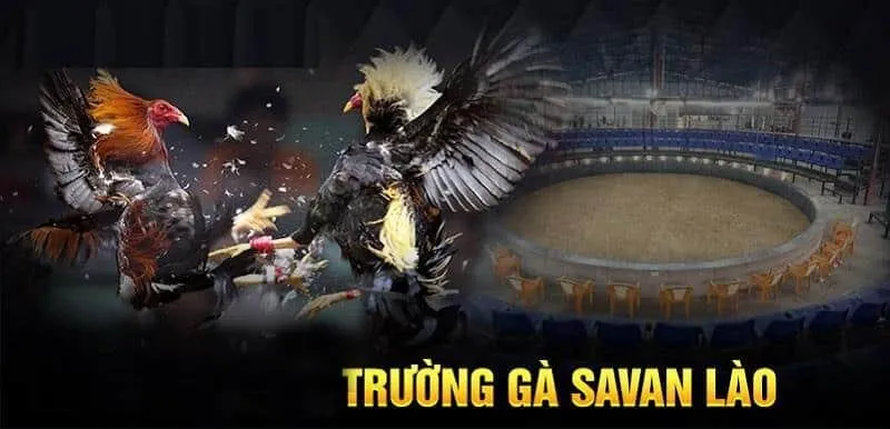 Đánh giá các ưu nhược điểm của trường gà Lào